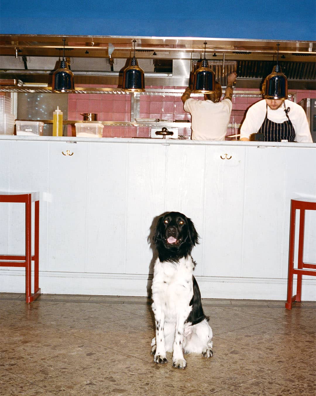 Hund sitter framför köket på en restaurang