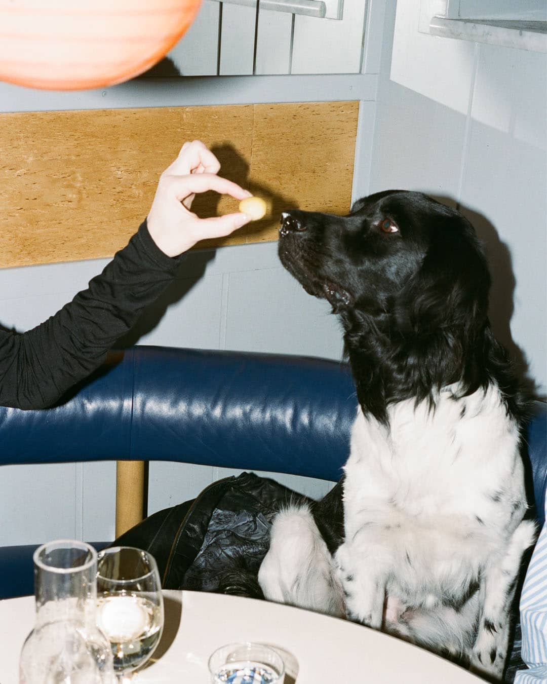 Person håller upp en oliv för en hund på restaurang