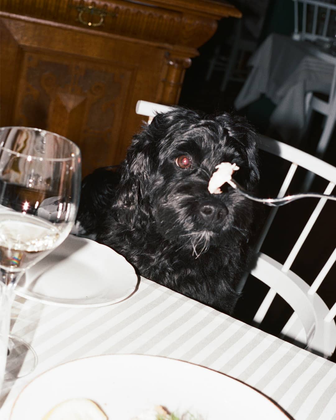 Hund sitter vid matbord på restaurang
