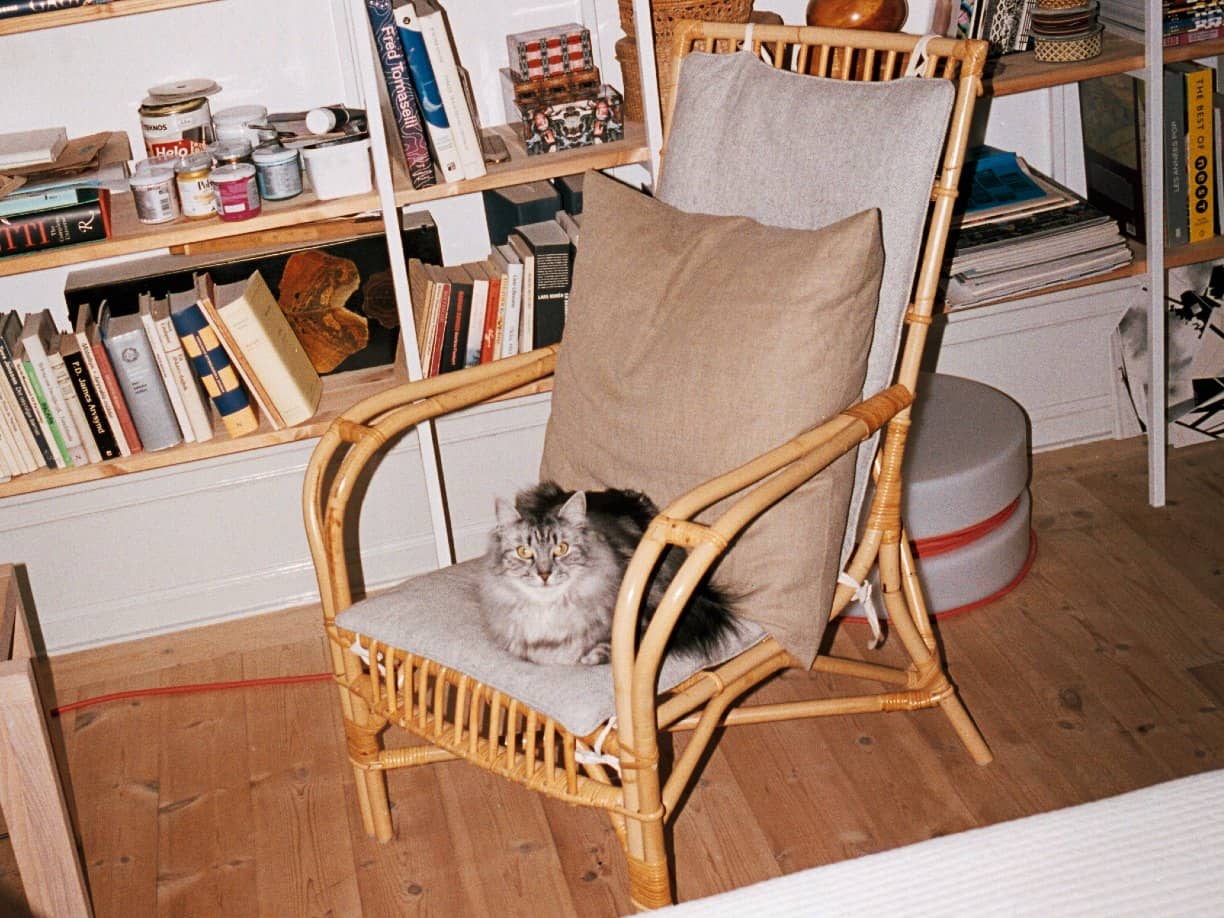 Långhårig katt som ligger på en fåtölj.