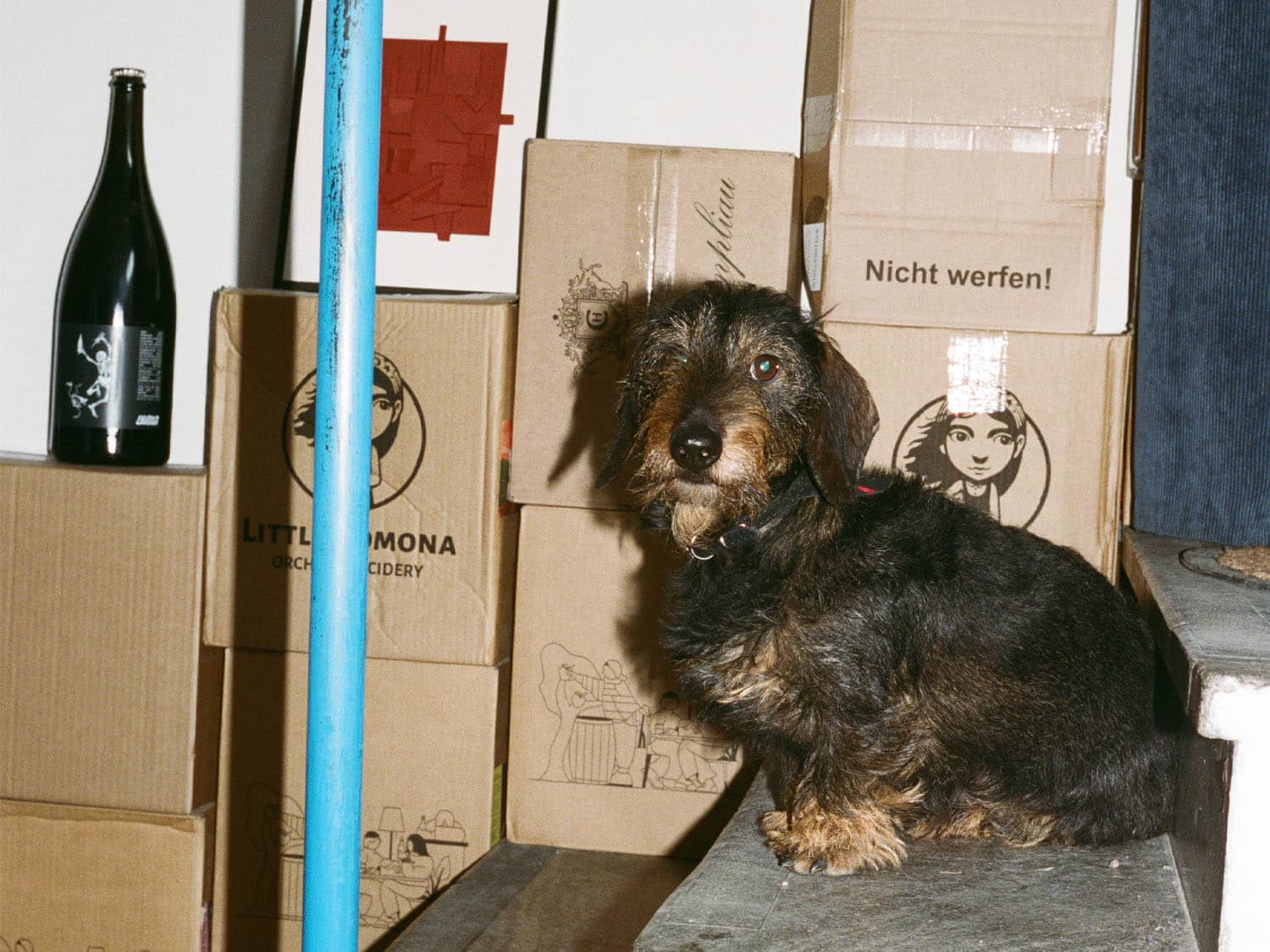 Hund står framför vinlådor på restaurang