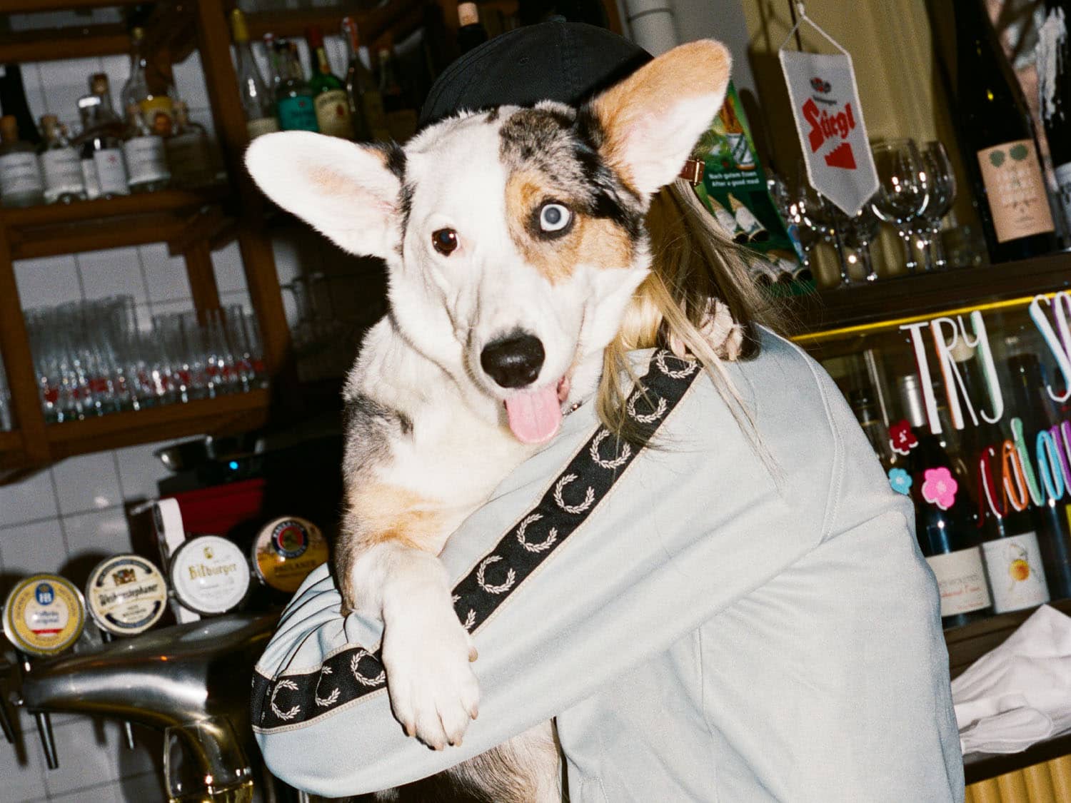 Hund sitter i famnen på husse