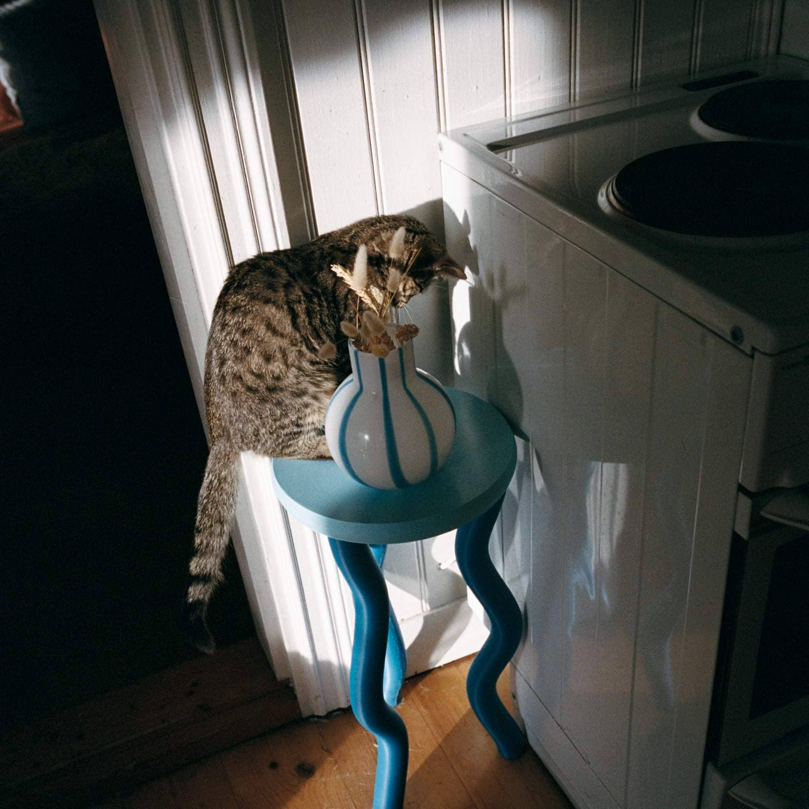 Katt klättrar runt en vas