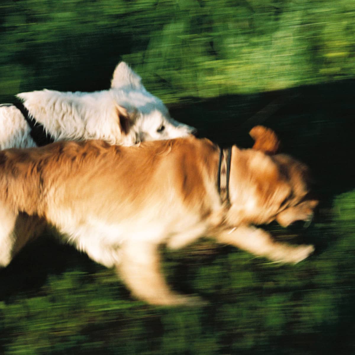 Hundar springer i gräs