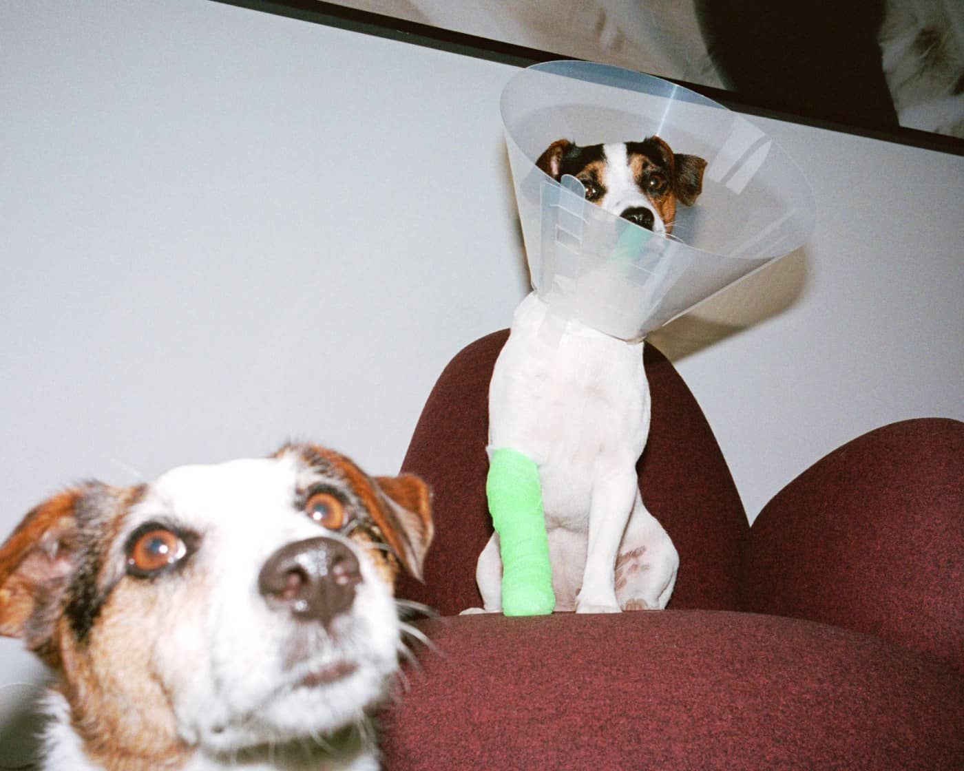 Två hundar är hemma - ena hunden har på sig en hundkon och bandage runt benet